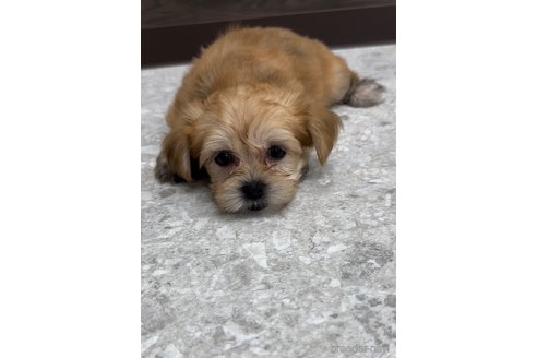 成約済の福岡県のマルキー:マルチーズ×ヨークシャーテリア-314448の3枚目