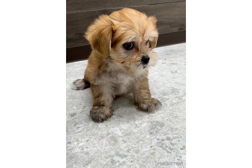 成約済の福岡県のマルキー:マルチーズ×ヨークシャーテリア-314448の4枚目