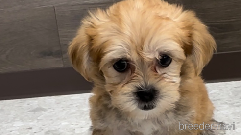 成約済の福岡県のマルキー:マルチーズ×ヨークシャーテリア-314448の2枚目