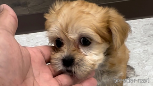 成約済の福岡県のマルキー:マルチーズ×ヨークシャーテリア-314448の1枚目