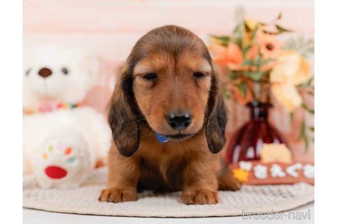 成約済の神奈川県のカニンヘンダックスフンド(ロングヘアード)-317326の6枚目