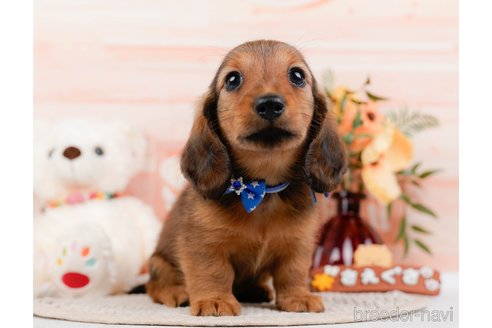 成約済の神奈川県のカニンヘンダックスフンド(ロングヘアード)-317326の1枚目