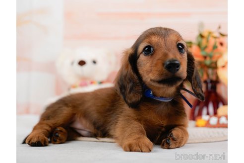 成約済の神奈川県のカニンヘンダックスフンド(ロングヘアード)-317326の8枚目