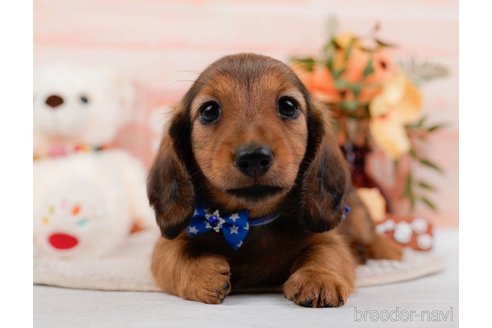 成約済の神奈川県のカニンヘンダックスフンド(ロングヘアード)-317326の9枚目