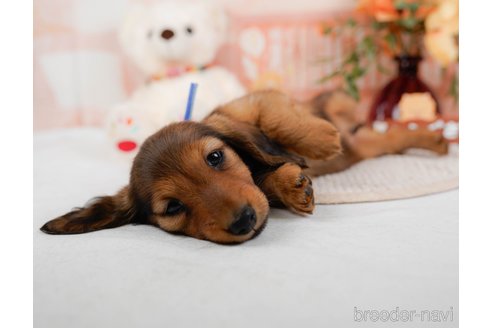 成約済の神奈川県のカニンヘンダックスフンド(ロングヘアード)-317326の10枚目