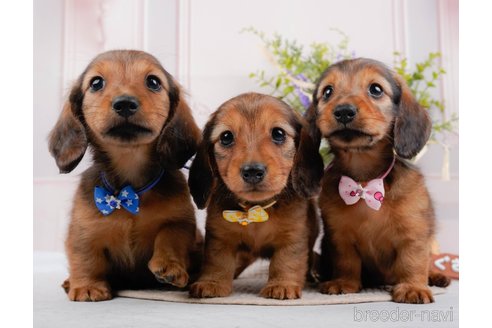 成約済の神奈川県のカニンヘンダックスフンド(ロングヘアード)-317326の3枚目