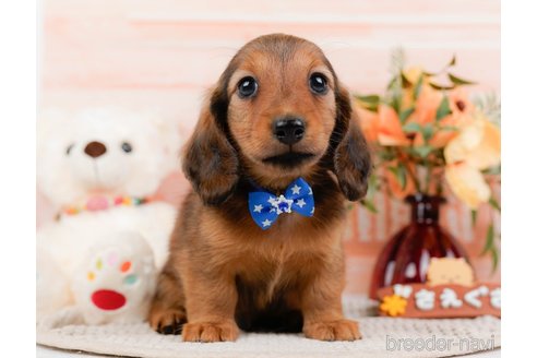 成約済の神奈川県のカニンヘンダックスフンド(ロングヘアード)-317326の4枚目