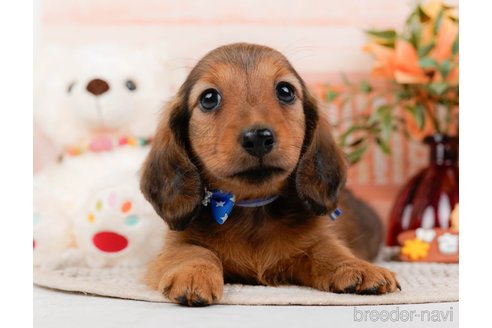 成約済の神奈川県のカニンヘンダックスフンド(ロングヘアード)-317326の5枚目
