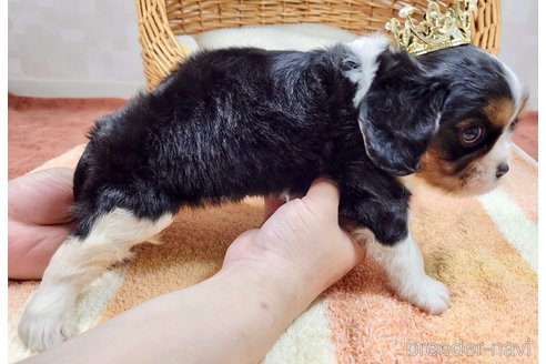 成約済の埼玉県のキャバリアキングチャールズスパニエル-313116の5枚目