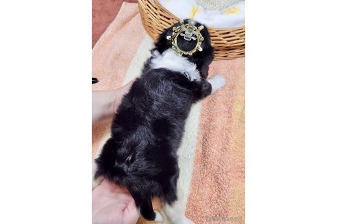 成約済の埼玉県のキャバリアキングチャールズスパニエル-313116の4枚目