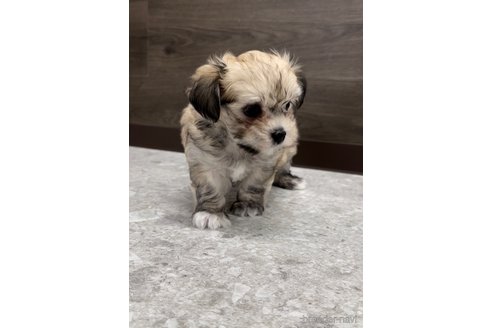 成約済の福岡県のチワマル:チワワ×マルチーズ-314454の7枚目