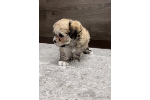 成約済の福岡県のチワマル:チワワ×マルチーズ-314454の8枚目