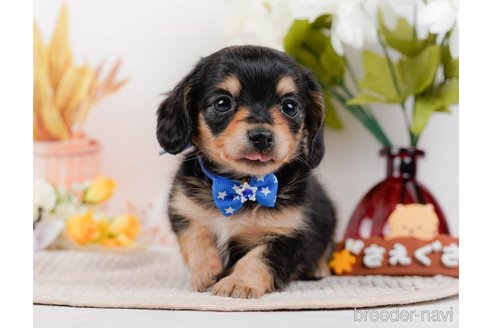 成約済の神奈川県のチワックス:チワワ×ミニチュアダックスフンド-317341の11枚目