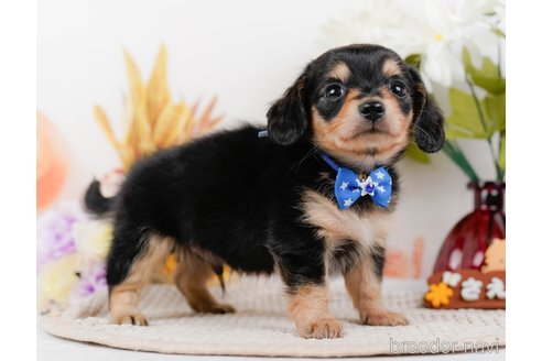 成約済の神奈川県のチワックス:チワワ×ミニチュアダックスフンド-317341の12枚目