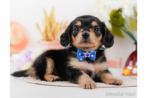 成約済の神奈川県のチワックス:チワワ×ミニチュアダックスフンド-317341