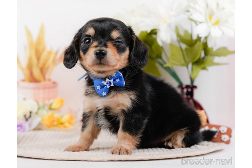 成約済の神奈川県のチワックス:チワワ×ミニチュアダックスフンド-317341の8枚目