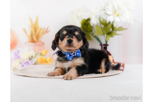 成約済の神奈川県のチワックス:チワワ×ミニチュアダックスフンド-317341の9枚目