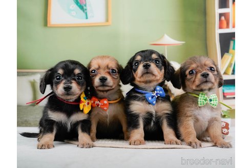 成約済の神奈川県のチワックス:チワワ×ミニチュアダックスフンド-317341の10枚目