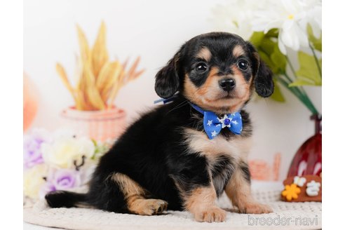 成約済の神奈川県のチワックス:チワワ×ミニチュアダックスフンド-317341の4枚目