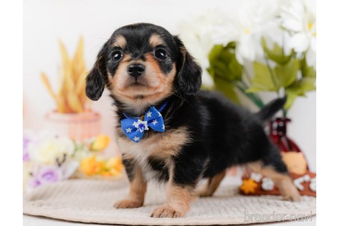 成約済の神奈川県のチワックス:チワワ×ミニチュアダックスフンド-317341の5枚目