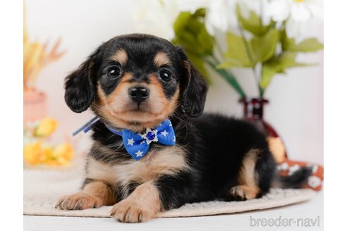 成約済の神奈川県のチワックス:チワワ×ミニチュアダックスフンド-317341の6枚目