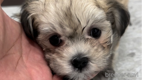 成約済の福岡県のチワマル:チワワ×マルチーズ-314454の6枚目