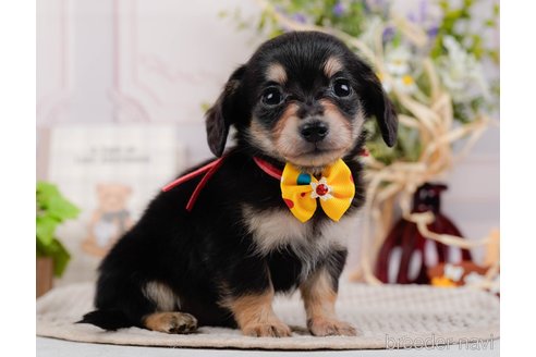 成約済の神奈川県のチワックス:チワワ×ミニチュアダックスフンド-317342の10枚目