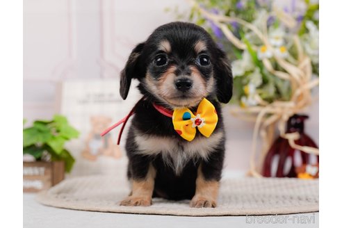 成約済の神奈川県のチワックス:チワワ×ミニチュアダックスフンド-317342の11枚目