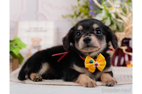 成約済の神奈川県のチワックス:チワワ×ミニチュアダックスフンド-317342の12枚目