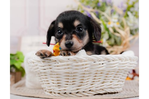 成約済の神奈川県のチワックス:チワワ×ミニチュアダックスフンド-317342の13枚目