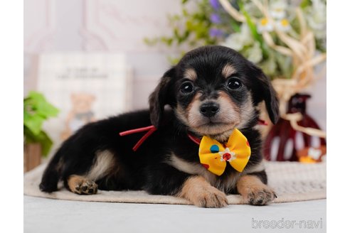 成約済の神奈川県のチワックス:チワワ×ミニチュアダックスフンド-317342の5枚目