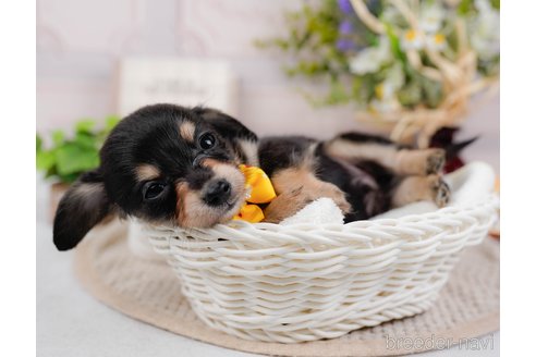 成約済の神奈川県のチワックス:チワワ×ミニチュアダックスフンド-317342の6枚目