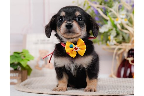 成約済の神奈川県のチワックス:チワワ×ミニチュアダックスフンド-317342の8枚目