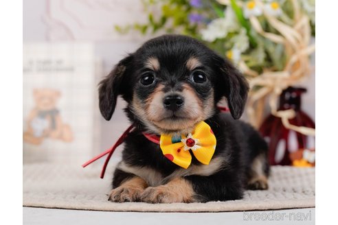 成約済の神奈川県のチワックス:チワワ×ミニチュアダックスフンド-317342