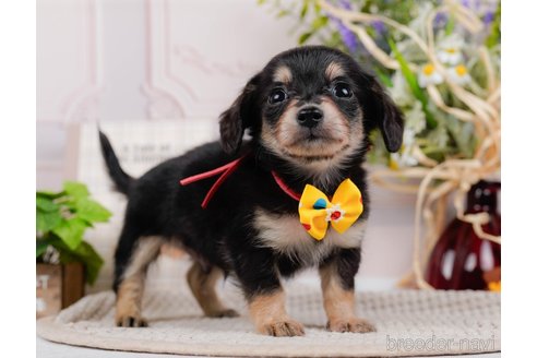 成約済の神奈川県のチワックス:チワワ×ミニチュアダックスフンド-317342の2枚目