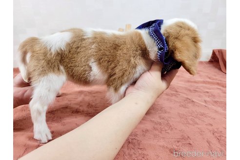 成約済の埼玉県のキャバリアキングチャールズスパニエル-309113の5枚目