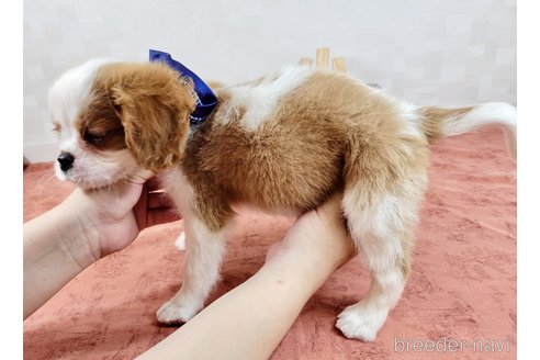 成約済の埼玉県のキャバリアキングチャールズスパニエル-309113の3枚目