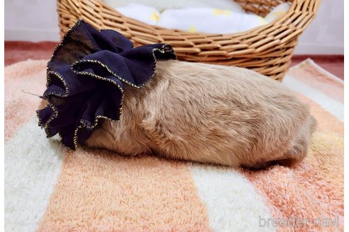 成約済の埼玉県のキャバプー:キャバリア×トイプードル-317354の5枚目