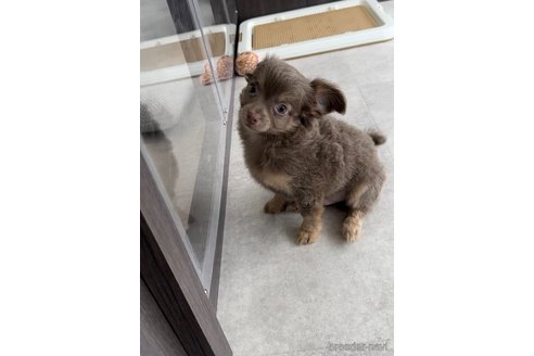 成約済の福岡県のチワワ(ロングコート)-308723の4枚目