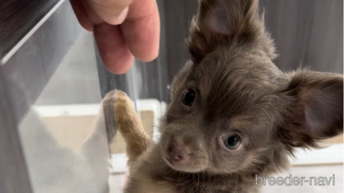 成約済の福岡県のチワワ(ロングコート)-308723の1枚目