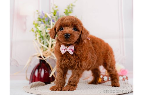 成約済の神奈川県のトイプードル-317361の8枚目