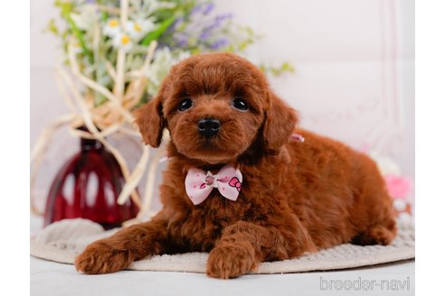 成約済の神奈川県のトイプードル-317361の11枚目