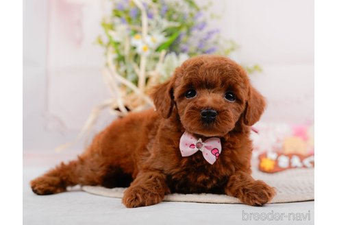 成約済の神奈川県のトイプードル-317361の9枚目