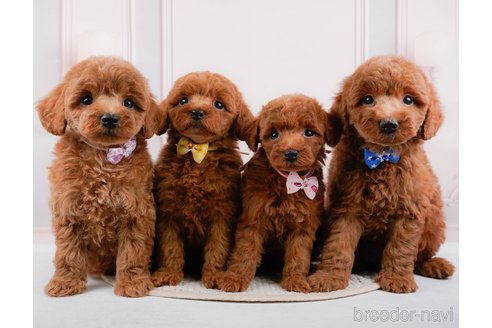 成約済の神奈川県のトイプードル-317361の4枚目