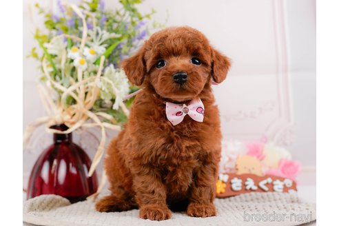 成約済の神奈川県のトイプードル-317361の1枚目