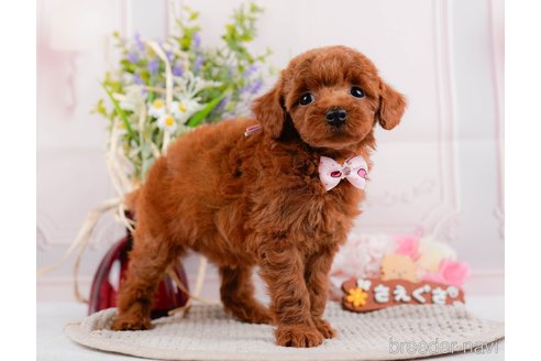 成約済の神奈川県のトイプードル-317361の6枚目