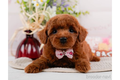 成約済の神奈川県のトイプードル-317361の5枚目