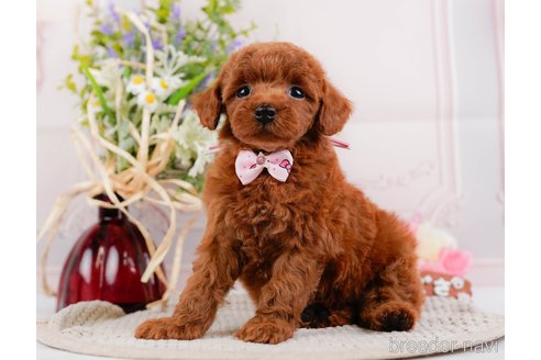 成約済の神奈川県のトイプードル-317361の3枚目