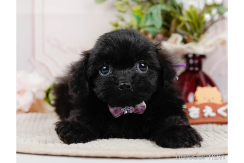 成約済の神奈川県のミックス犬-317365の13枚目