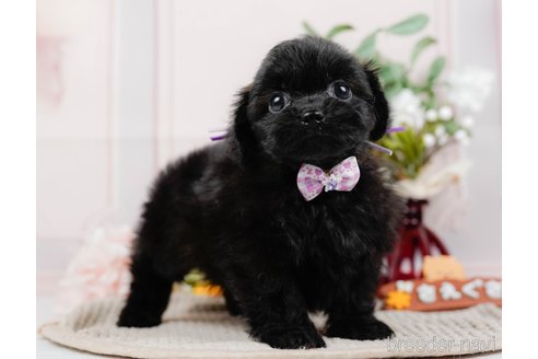 成約済の神奈川県のミックス犬-317365の14枚目
